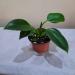 Sadnice - sobne biljke: FILADENDRON - Philodendron green princes , slika1